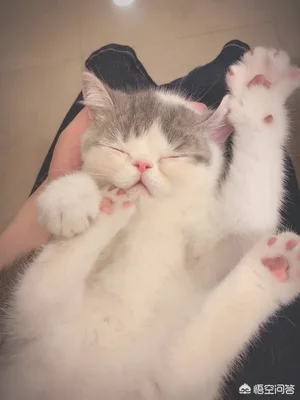 猫到底需要做绝育手术吗(宠物猫需要做绝育手术吗)