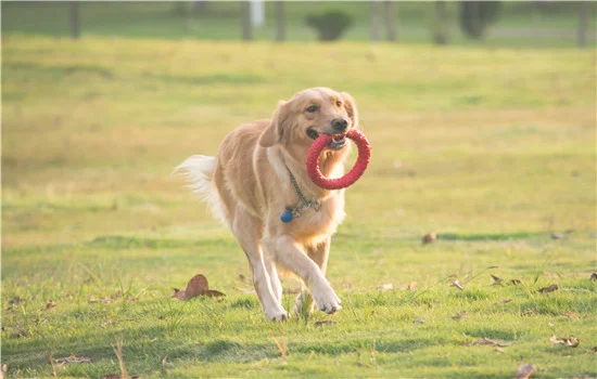 为什么狗狗喜欢玩球(泰迪狗为什么爱玩球)