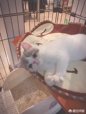 猫到底需要做绝育手术吗(宠物猫需要做绝育手术吗)