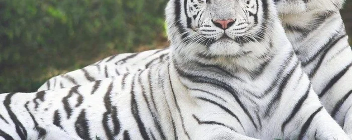 白色的老虎是什么品种