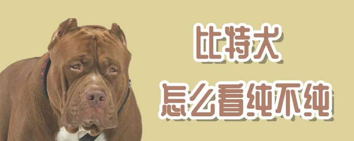 比特犬怎么看纯不纯(比特犬有几个品种图