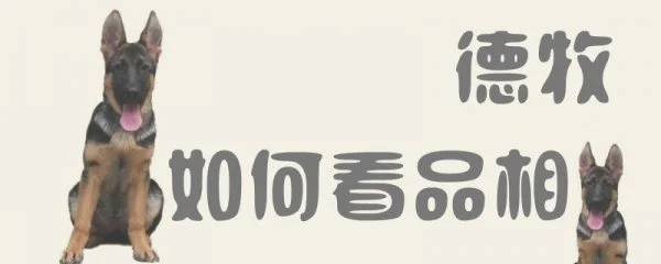 德牧如何看品相(两个月德牧怎么看品相)