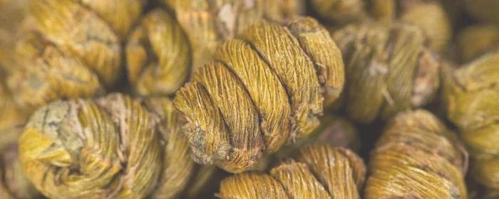 鲜铁皮石斛的功效