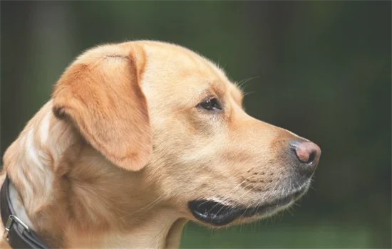 ​狐狸和狗外形上有什么区别