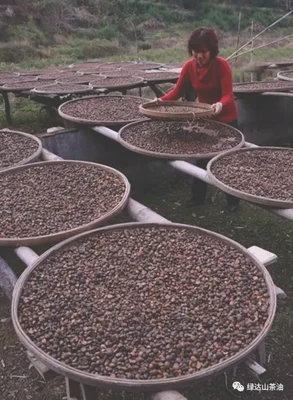茶籽怎么种植成茶树苗（看完这篇你就懂了）