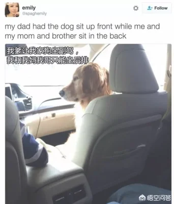 用一句话证明你家狗狗在家里的地位(狗自己来到我家代表什么)
