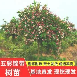 苗苗种植前景怎么样（兴文这种小苗苗“吸金”能力绝了）