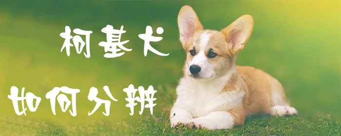 柯基犬如何分辨(纯种柯基犬的特征)