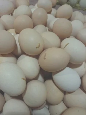 鸡蛋用塑料盒装三个月会长虫吗
