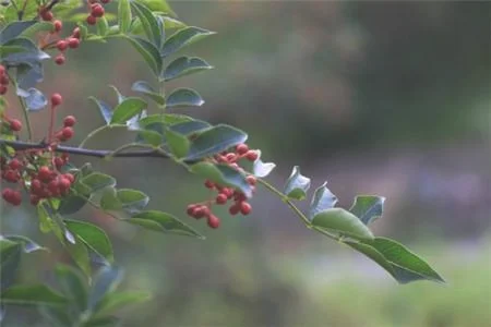 二、花椒树盆景的栽培技术