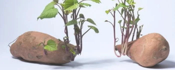 红薯发芽可以吃吗,红薯发芽可以吃吗的短视频
