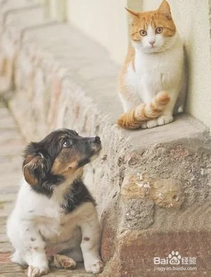 个多月的野猫能变成家猫吗"