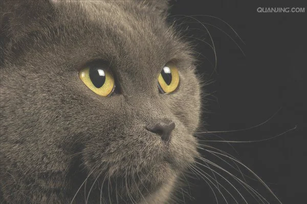 1、猫咪有遗传倾向
