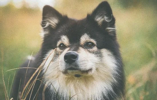 狗狗打芯片有没有危害