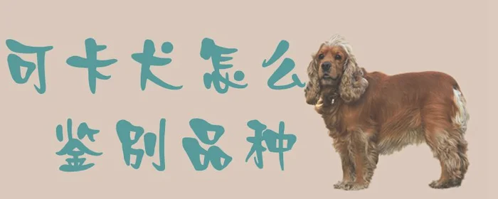 可卡犬怎么鉴别品种(兰花品种鉴别图谱)