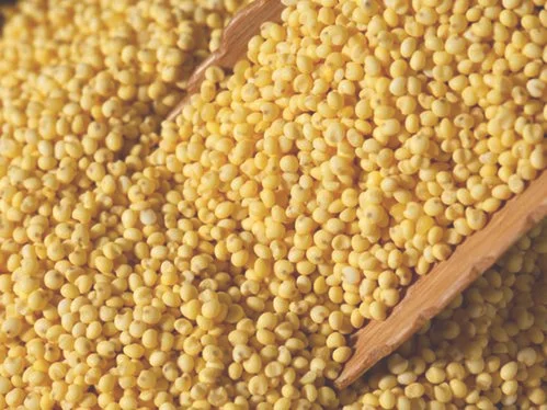 大黄米的功效与作用,大黄米能治疗糖尿病