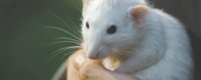 老鼠能钻多小的缝隙,老鼠可以钻过大于多少厘米的缝隙