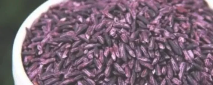 紫米就是黑米吗