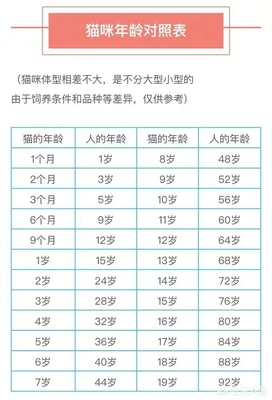 小猫四个月等于几岁(4个月的猫多大)