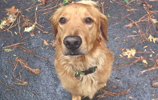 秋田犬性格和缺点 秋田犬的饲养要点