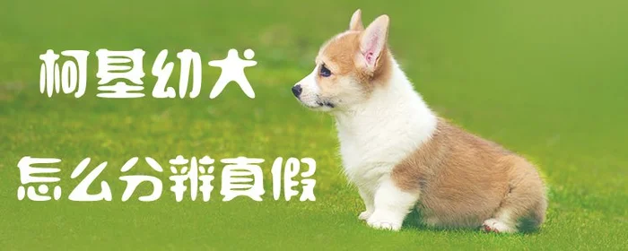 柯基幼犬怎么分辨真假(纯种柯基幼犬怎么鉴别)