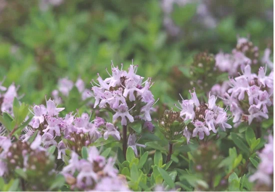 百里香种植(百里香种植方法)