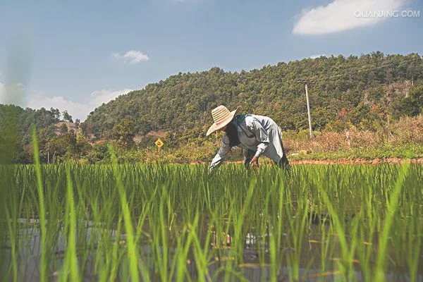 水稻的发源地