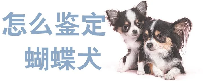 怎么鉴定蝴蝶犬(不纯的蝴蝶犬幼犬图片)