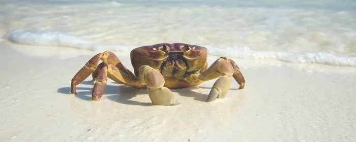 螃蟹可以放水里养着吗