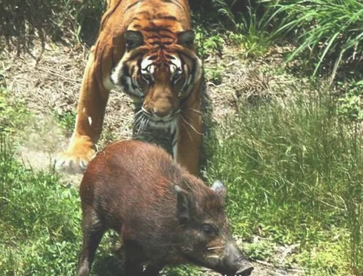 四川曾到处是老虎，大熊猫为何没有被吃绝(14年熊猫吃人)