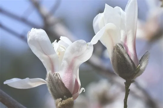 玉兰花的寓意和象征