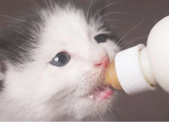 猫能不能喝婴儿羊奶粉？猫能喝吗？猫喝牛奶会