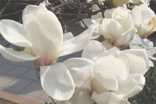 玉兰花的寓意和象征