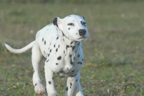 大麦町犬为何养的人少(大麦町犬在中国禁