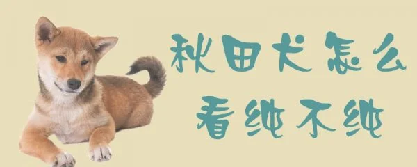 秋田犬怎么看纯不纯(秋田犬哪个颜色最贵)