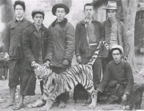 四川曾到处是老虎，大熊猫为何没有被吃绝(14年熊猫吃人)