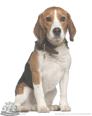 比格犬怎么看品相(比格犬怎么挑选)