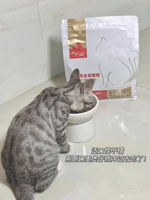 成年猫可以吃老年猫粮吗？