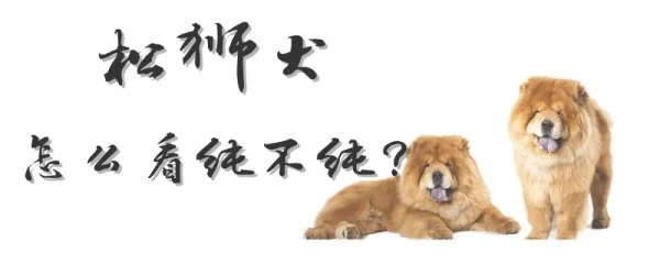 松狮犬怎么看纯不纯(纯种松狮犬)