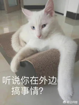 猫知道主人喜欢它吗(猫知道你喜欢它吗)