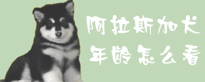阿拉斯加犬年龄怎么看(阿拉斯加幼犬疫苗