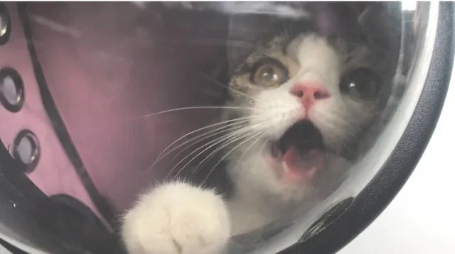 猫知道主人喜欢它吗(猫知道你喜欢它吗)