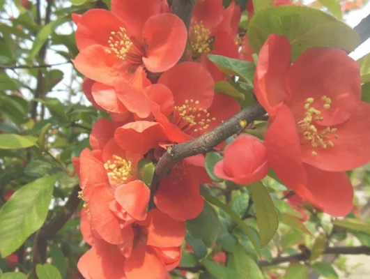 贴梗海棠的花期(贴梗海棠的花期果期)