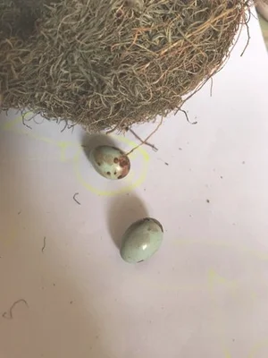 哪种鸟蛋是在土里孵化的？这种鸟在树上产蛋