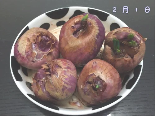 四、之后就是浇水，如果我们想要毛葱生长的速度快一点时间就好了，然后在上面盖上一层草木灰就可以了。