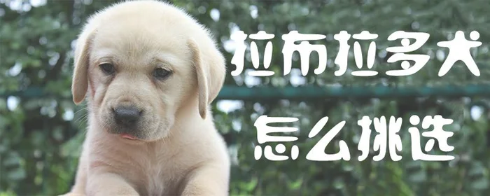 拉布拉多犬怎么挑选(拉布拉多什么品相最