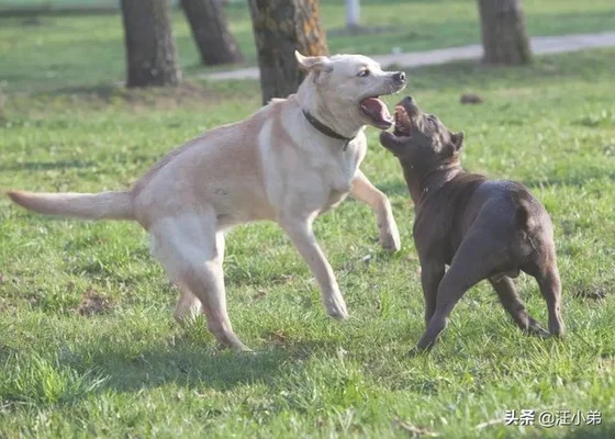 狗狗打架的真正原因是什么(狗和狗打架的原因)