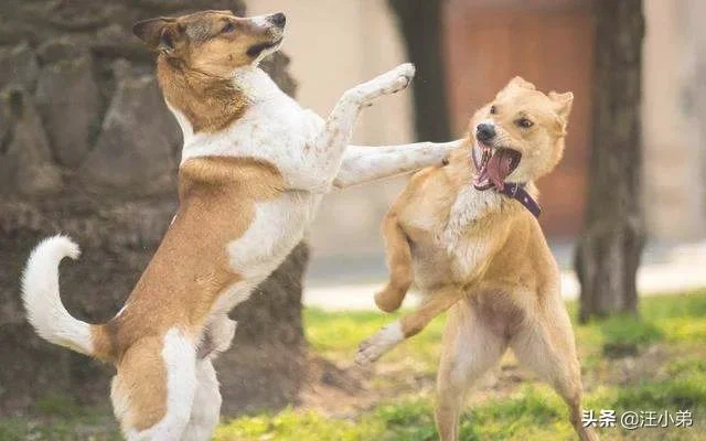 狗狗打架的真正原因是什么(狗和狗打架的原因)