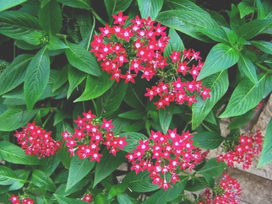 五星花种植(五星花种植时间)