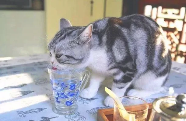 猫咪偷喝水宝鹃嗓主人能有多慌(（收藏级）)